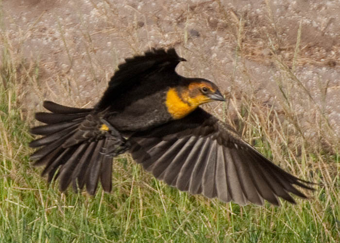 Xanthocephalus xanthocephalus - tordo de cabeza amarilla - yellow-headed blackbird